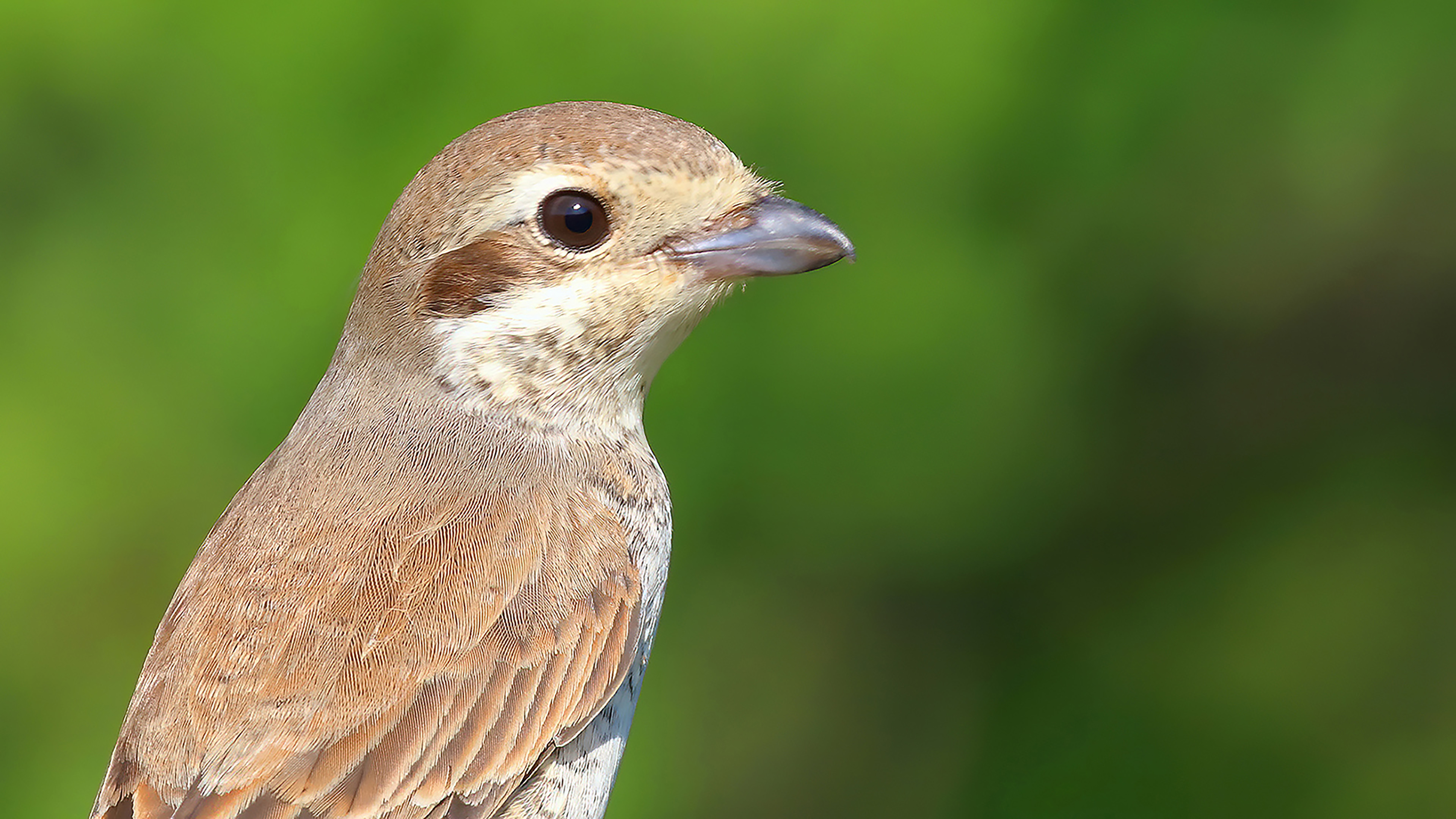Red-backed Shrike